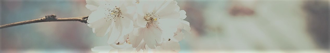 bloem lente (3)